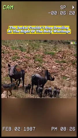 The jackal couldn’t stop drooling at the sight of the baby warthogs. #wildanimals #animals #foryou 