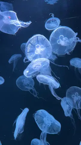 T đăng xàm tí🤡 nhớ sắp thi ròi khoa học tnhiên (sinh,lý,hóa) khó vc quá tr mệt r. #đăngxàmthôiii #chill #sứabiển #Hủ_nữ_Alina 