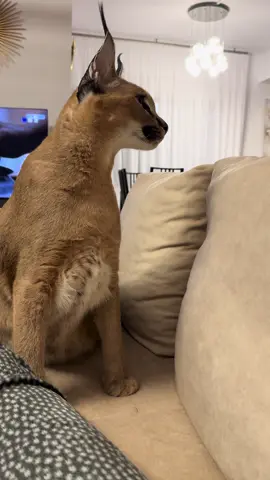 #caracalcat #caracal #feline #cats #catsoftiktok #catlover #catlove #catlife #fyp #followers➕ #happycaracal #friendlycaracal #mamasboy #purelove 