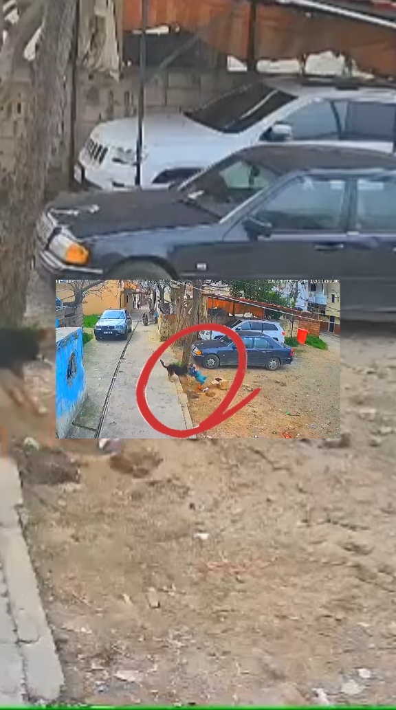 #dogattack #dogattacks #animals #animalsoftiktok #tiktokanimals #animalworld #animalplanet #animal #animallife 