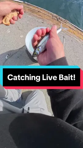 Catching Live Bait With Pink Rod! #fishing #fyp #livebaitfishing #fishingtiktoks #livebait #fishinglife #angler #fishtok #fishingvideo #fypシ #barbierodfishingchallenge 