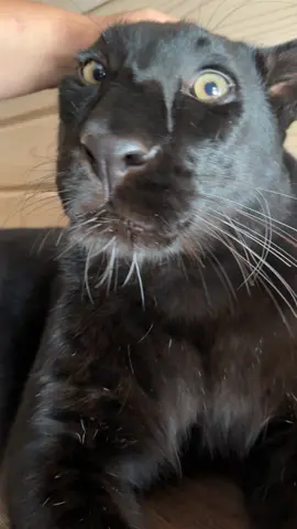 The Purring Panther 😸