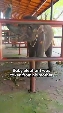 Chained-up baby elephant who was ripped from his mom gets the best new home — and meets another rescued elephant who insists on being his mama ❤️‍🩹 Keep up with more incredible stories about elephants @Unchained Elephants @followinggiants and @humanimalpictures on Instagram