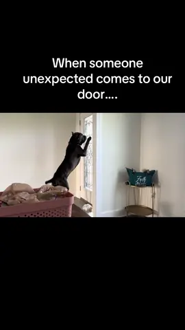 #bostonthecanecorso #canecorso #guarddog #protectiondog 