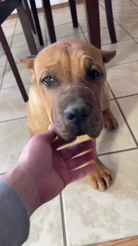 Trying to show off the new pup and he pees on the floor 🤦🏻‍♂️ anyone elses corso’s pee when you pet them or walk up to them or is it just mine 🙄 #canecorso  #italianmastiff #nmcanecorsos #nm #fypシ゚viral #importbloodline 
