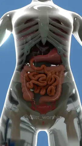 This is how body shape change during pregnancy🤰🤱#pregnancy #pregnancy #pregnanttiktok #baby #birth #anatomy #birth #baby #🤰 #🤱 