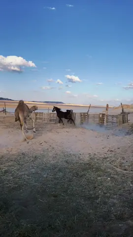 نجم 🐎 ودهمان🐪 ماشاءالله تبارك الله ، افلح من ذكر الله  #حصان_عربي_أصيل  #خيل_عربي_اصيل  #عطايا_الله🐪  #اكسبلور 
