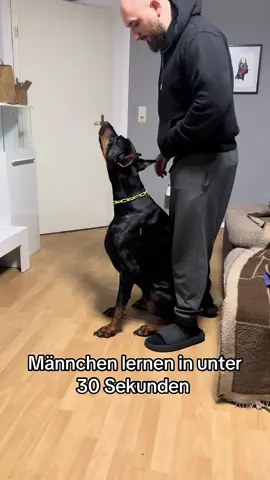 #foryou #viral #fyp #hunde #hundevideos #dogsoftiktok #hundetraining #hundeerziehung 