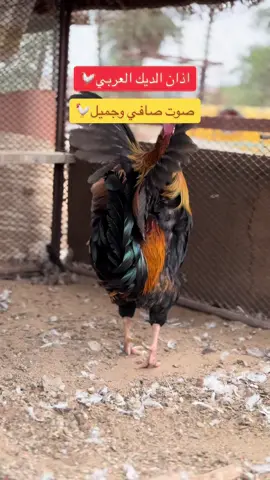 #دجاج 