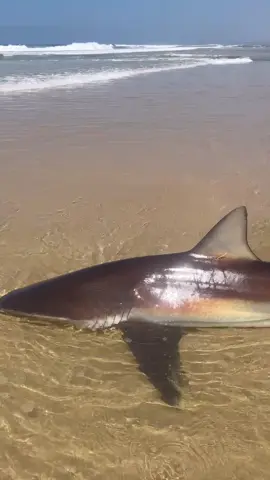 Otto with his 5th big bronze whaler shark for his first trip to South Africa! 🦈 what an amazing experience 🎣#fishing #shark #sharkfishing #fishingsouthafrica #fishingtrip #bronzewhaler #heartyrise #fishmantacklewholesalers 