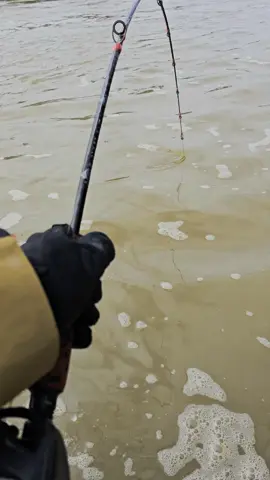 #fishing #pesca #wedcarstvo #catfish #siluro #sum 