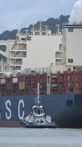 Essa é pra quem gosta de Máquina Pesada. Um gigante Navio cargueiro navegando pelo rio. #navio #mar #maquina #naval 