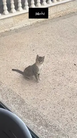 أنا مأمون بن كامل الضبع 😝😝🐱 مياووووو#باب_الحارة #مامون_بيك #ترند #الشعب_الصيني_ماله_حل😂😂 #باب 