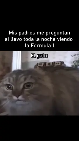 #fernandoalonso #f1 #f1memes #gato 