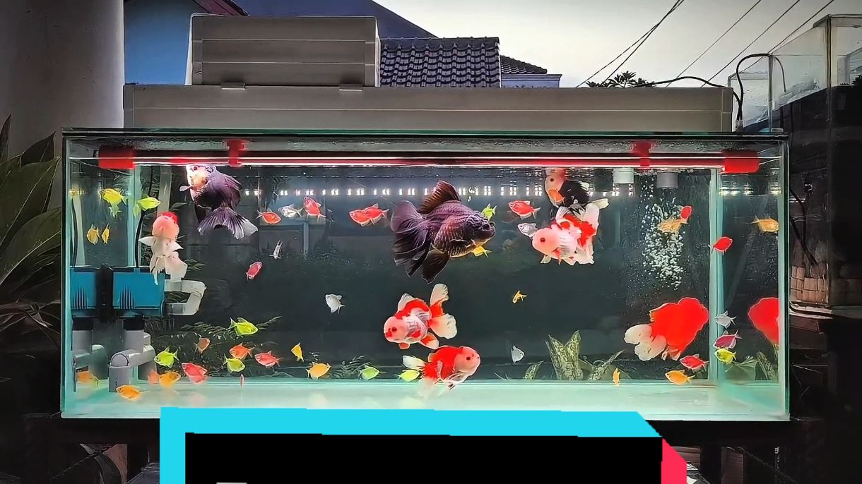 Temen Bengong 🐟🐟🐟 @bmicroplusindonesia  #bmicroplus  #ikankoki  #glowfish  #aquarium  #mediafilter  #filtertalang  #aquarium1meter 