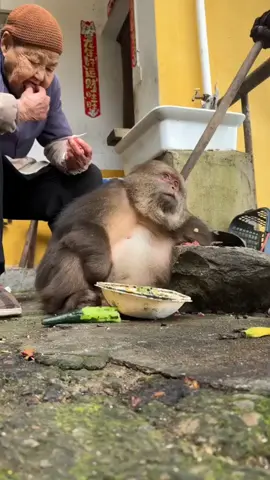 Monkeys in Emei Mountain Humans & Animals in Harmony 💕 #EmeiMonkeys #Harmony 
