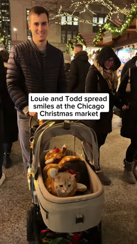 It was impossible to move through the market because everyone was trying to pet them 😂  #cats #chriskindlmarket #christmasmarket #cutecats #christmascats #catlovers #catdad #chicagocats #chicago #catsoftheday
