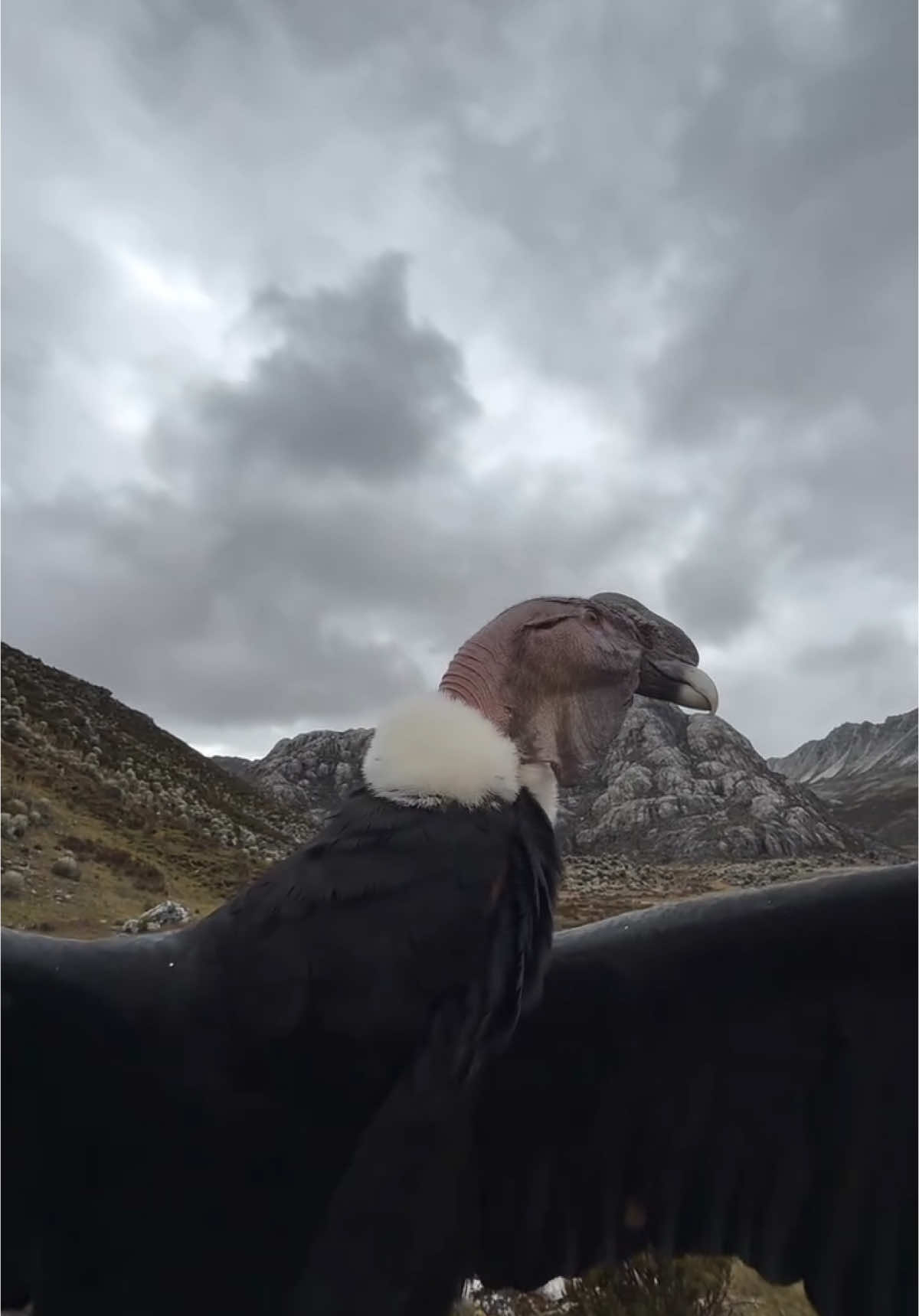 Did you know that Andean condors are endemic to Venezuela , Chile, Bolivia, Peru, Ecuador, Colombia, and Argentina ! This is another big win for conservation efforts to reintroduce 10 more adults into the northern region of the Andes❤️