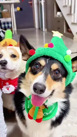 Christmas Hat for puppies 🥰  #christmashat #pethat #dopeytheshihtzu #dopey #petsofttimtok #budolfinds 