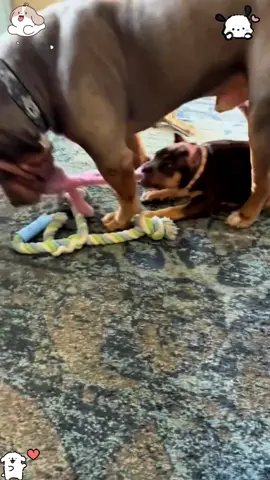 Funny fight between dogs 🤣#foryou #funny #foryoupage #fypシ゚viral #funnyvideo #pet #funnyanimals #dog 