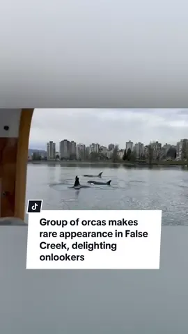 People ferrying through False Creek Sunday were surprised by the sudden appearance of four orcas in the urban waterway. The killer whales are rarely seen so close to Vancouver.  #orcas #falsecreek #vancouver #whales #bc #cbcnews #britishcolumbia #animals 