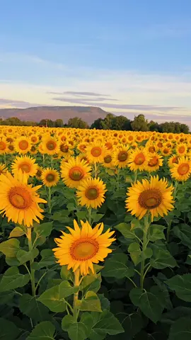 เพราะใจทานตะวัน มีแค่พระอาทิตย์ 🌻❤️🌞 📍ทุ่งทานตะวัน ไร่คุณรำยอง ต.มะนาวหวาน อ.พัฒนานิคม จ.ลพบุรี  #ทุ่งทานตะวันไร่คุณรํายอง  #ทุ่งทานตะวัน  #เที่ยวลพบุรี  #ลพบุรี  #ดอกทานตะวัน  #🌻  #sunflower 