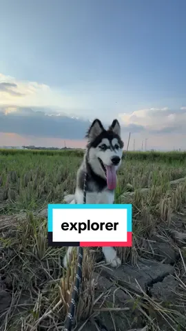 Jack the explorer  #HuskyExplore #HuskyIndonesia #HuskyRiceField #HuskyJalanJalan #HuskyAdventures #DogsOfTikTok #RiceFieldVibes #HuskyDaily #HuskyTravel #AnjingLucu #SiberianHusky #ExploreSawah #DogInNature #HuskyFun #NatureAndDogs