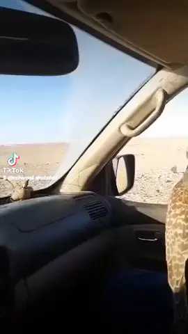 الأسطوره الحيه سيد الحبارى الذيب#مقناص #كشته #طرابلس_بنغازي_المرج_البيضاء_درنه_طبرق #الشعب_الصيني_ماله_حل😂😂 #أجدابيا #CapCut 