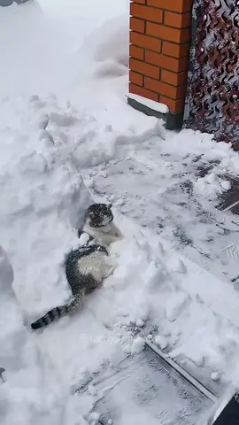 Funny cat videos😹😹🤣🤣#cat #cats #catsoftiktok #fyp #foryou #funnycats #cutecats #funny #funnypets #tiktokcat #funnytiktok 