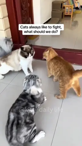 Cat fights #funny #happy #cat #acute #😂😂 #crazy 