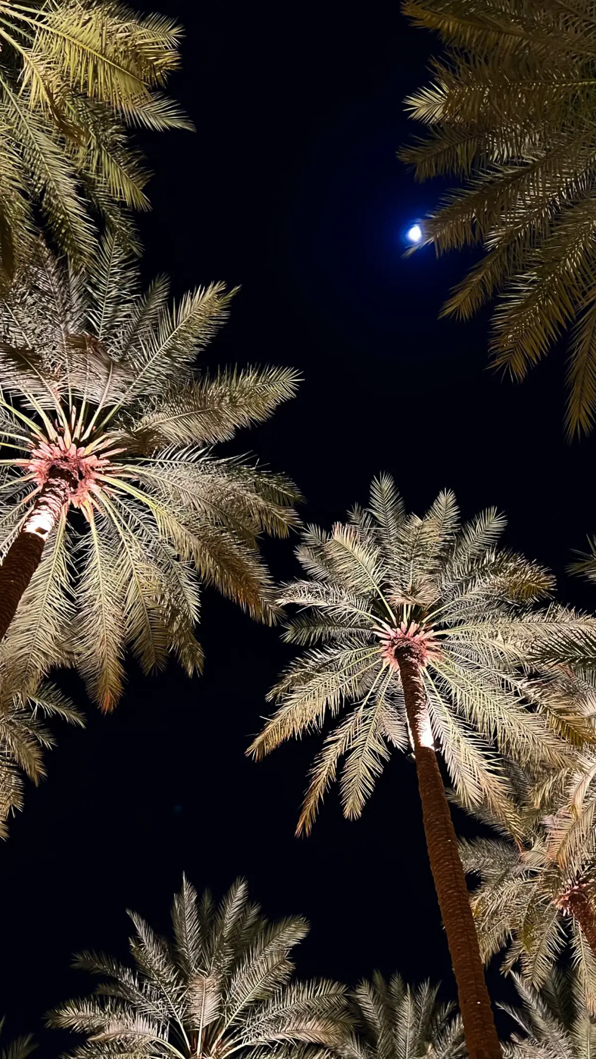 ليالي نوفمبر ❤️