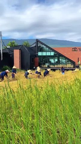 เสน่ห์ของฤดูกาลเก็บเกี่ยวก็จะได้เห็นบรรยากาศ ลงแขกเกี่ยวข้าว ผู้คนสนุกสนานร้องลำทำเพลง กันไป #วิถีอีสาน ที่มีมาอย่างยาวนาน #ทิวผาคาเฟ่ #ฟีดดดシ #เกี่ยวข้าว 🌾🌾⛰️