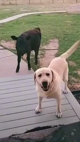 The dog brought back his friend 🤣#dogs #funnyvideo 
