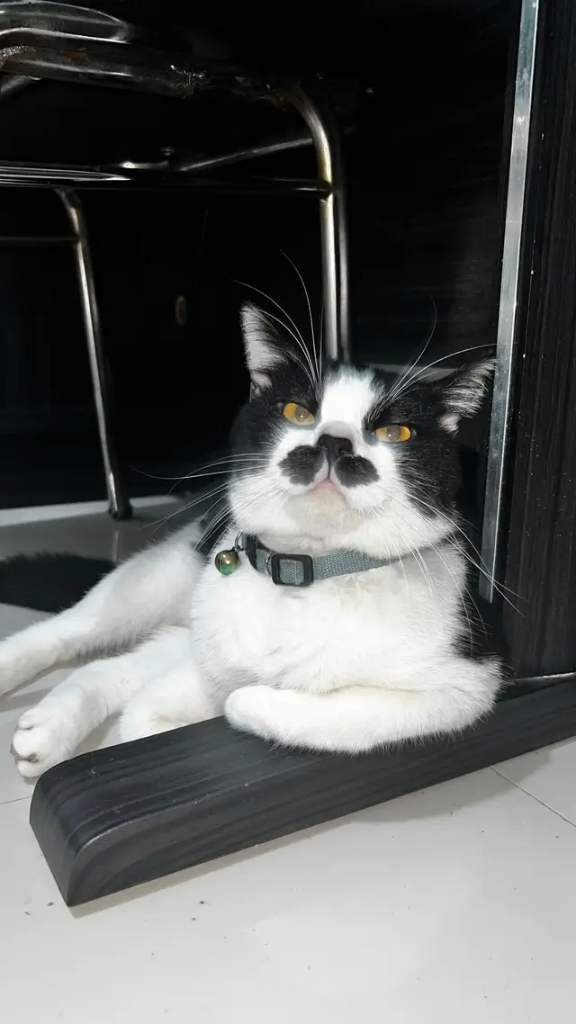 #lockie #yogyakarta #kucing #kucinglucu #cats #catslovers 