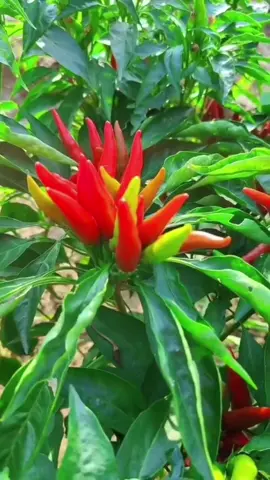 yuk tanam cabe mahkota dompol, mudah tumbuh dan panen berkali kali lipat #agriculture #fyp #petaniindonesia🇮🇩🇮🇩🇮🇩🌿🌿 #petanisukses #cabe #benihseribuan #sayuran 