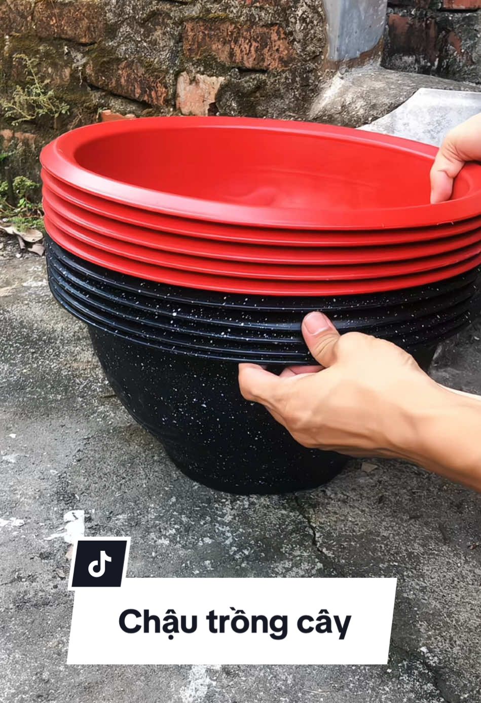 10 chậu nhựa trồng cây 2 màu. #chaunhuatrongcay #chaunhua #chaunhuatronghoa 
