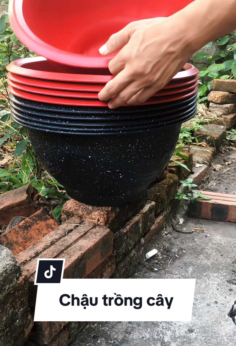 10 chậu nhựa trồng cây cảnh. #chaunhuatrongcay #chaunhua #chaunhuatronghoa 
