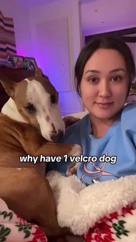 get your dog a dog they said #bullterrier #minibullterrier #velcrodog 