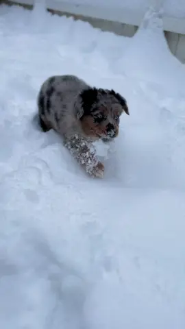 She’s all grown up now #miniaustralianshepherd #miniaussie #gooddog #gooddogbreeder #miniaussiesofinstagram #miniaussiepuppy #miniaussies #miniaussielove #miniaussieshepherd #miniaussiesofig #australianshepherd #bluemerle #bluemerleaussie #bluemerleaustralianshepherd #bluemerlepuppy #minimalwhiteaussie #minimalwhiteaustralianshepherd #minimalwhitebluemerle #akcaustralianshepherd #akc #AmericanKenneClub #asdr #denali #denalitheaussie #quartzcreekaussies #aussiemodel #aussiesdoingthings #aussielove #aussielife #aussiemom #aussietok #aussiesoftiktok #fyp #foryou #foryoupage 