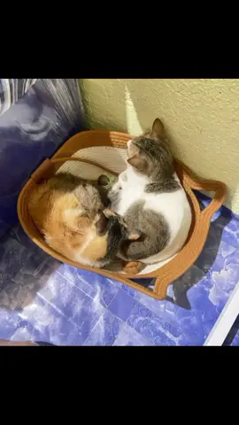 Petsup Cat Nest Pet Vine Durable Sturdy Hand-Woven Bed Scratch Mats For Cats Kitten#cat#catsoftiktok #fyp 