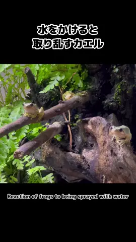 水をかけられたカエルの反応がこちらです#カエルのいる生活 #カエル #かわいい #frog 