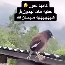 #اكسبلورexplore #😂 #منوعات 