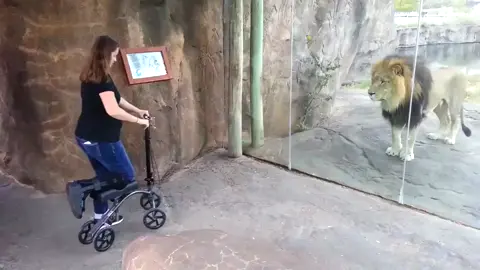 🚨 ¡Increíble pero cierto! 🚨 Un impactante video que se está viralizando muestra a un león en un zoológico desatando su instinto de caza al intentar atacar a una mujer que se desplaza en un patín eléctrico. 😱🐾 El poderoso felino se lanza con todo hacia la barrera de vidrio, y muchos usuarios no han tardado en comentar que esto es un claro ejemplo de 
