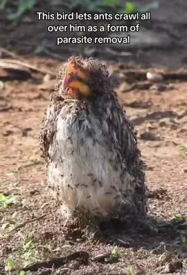 (Exhibit 617) - Birds engage in a behavior called anting, where they allow ants to crawl on them or rub ants on their feathers and skin: Passive anting: The bird fluffs out its feathers, probes its bill into an ant nest, and then sits on the mound to let the ants crawl on it. Crows are known to use this method almost exclusively. Active anting: The bird picks up ants in its beak and rubs them on its feathers.  The reasons why birds ant are not fully understood, but some theories include: Parasite elimination Birds may use ants to get rid of parasites like lice, mites, fungi, and bacteria.  Skin soothing Birds may use ants to soothe skin that is irritated from molting or wet. #nature #birds #ants #cycle #life #death 