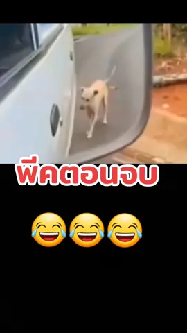 #ดูเอ็ทกับ @Chok.dee98 #พีคกับเฮียโชค #ฮ่ากับเฮียโชค #ทาสหมา #พีคตอนจบ #คริปสุดพีคกับเฮียโชค #เรียกผมว่าเฮียโชค #fypシ #fyp #foryou #Funny #foryoupage 