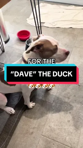 Laika loves Dave! ❤️ #dogtoy #dogsoftiktok #petproducts #tiktokmademebuyit #doggo 