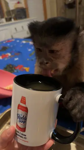 Last night goodness sipping  #animal #pet #animalsoftiktok #pets #monkey #monkey #Foodie #apple 