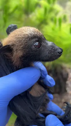 Rare side profile 😳 Its baby bat season! #fruitbats did you know baby bats are called pups and drink milk like all of us other mammals  Disclaimer: Bats are not pets, they are wild animals. All bats are held by professionals under permit for research purposes.  When handling bats we wear full protective gear - tyvek suits, masks and nitrile gloves.  Also- they are held like this for safety! Their comfort is our priority #conservation He was happy to chill 