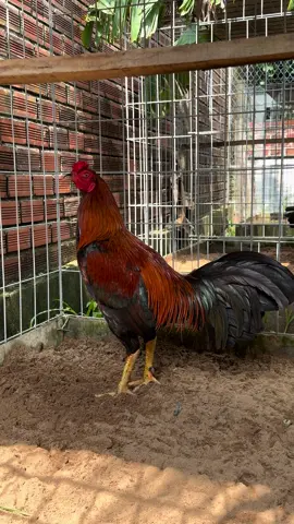 #viral #trending #thinhhanh #xuhuong #gachoivietnam #dongvat #traigaDenCt #gadacuasat 