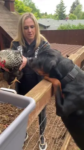 Chickens aren’t food? That’s news to me—and this Rottweiler. 🐓 Some people see a problem here; I see a dog doing what dogs were made to do. This Rottweiler is just following instincts, and honestly, I respect it. #thatmoment #dogtrainer #puppytrainer #DogTraining #puppytrain #k9trainer #dogrehabilitation #dogobedience #dogtrainingadvice #dogbehavior #dogtrainingtips #dogvideo #chicken #rottweiler #rottweilerpuppy #rottweilerbreed #mastiff #bulldogg #canecorsomastiff #canecorsolover #saltbaked #pollo #homecooked